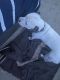 American Bulldog Puppies for sale in Olive Branch, MS 38654, USA. price: NA