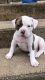 American Bulldog Puppies for sale in Falfurrias, TX 78355, USA. price: NA