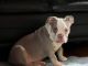 American Bulldog Puppies for sale in New Brunswick, NJ, USA. price: $1,200