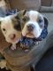 American Bulldog Puppies for sale in Roanoke, VA, USA. price: $600