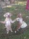 American Bulldog Puppies for sale in Mobile, AL, USA. price: NA