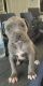 American Bulldog Puppies for sale in Los Angeles, CA, USA. price: $800