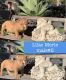 American Bulldog Puppies for sale in Vista, CA, USA. price: $900
