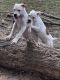 American Bulldog Puppies for sale in Ludowici, GA 31316, USA. price: NA