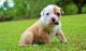 American Bulldog Puppies for sale in Kent, WA, USA. price: $500