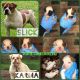American Bulldog Puppies for sale in Holland, OH 43528, USA. price: NA