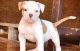 American Bulldog Puppies for sale in Dallas, TX, USA. price: $600