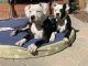 American Bulldog Puppies for sale in Chatsworth, Los Angeles, CA, USA. price: $1,000