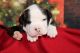 American Bulldog Puppies for sale in Rocky Comfort, MO 64861, USA. price: $695