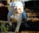 American Bulldog Puppies for sale in Pioneer, CA 95666, USA. price: $2,700