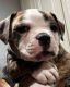 American Bulldog Puppies for sale in City of Industry, CA 91746, USA. price: NA