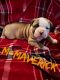 American Bulldog Puppies for sale in Sarcoxie, MO 64862, USA. price: $2,000