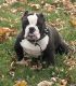 American Bulldog Puppies for sale in Schiller Park, IL 60176, USA. price: NA