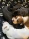 American Bulldog Puppies for sale in Marlette, MI 48453, USA. price: NA