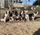 American Bulldog Puppies for sale in Taylor, AZ, USA. price: NA