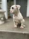 American Bulldog Puppies for sale in Salem, OR, USA. price: NA