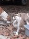 American Bulldog Puppies for sale in Macon, GA, USA. price: NA