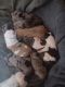 American Bulldog Puppies for sale in Temple, TX, USA. price: $200