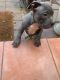 American Bulldog Puppies for sale in Hawthorne, CA 90250, USA. price: $900