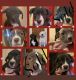 American Bulldog Puppies for sale in Hillside, NJ 07205, USA. price: NA