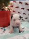 American Bulldog Puppies for sale in Sparks, NV, USA. price: NA