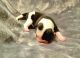 American Bulldog Puppies for sale in Pismo Beach, CA, USA. price: NA