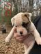 American Bulldog Puppies for sale in Monroe, NC, USA. price: $750