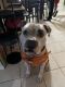 American Bulldog Puppies for sale in Robbinsdale, MN, USA. price: $200
