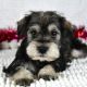 American Bulldog Puppies for sale in Richmond, VA, USA. price: $3,899