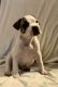American Bulldog Puppies for sale in Charlotte, NC, USA. price: $400