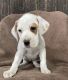 American Bulldog Puppies for sale in Marlette, MI 48453, USA. price: $350