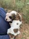 American Bulldog Puppies for sale in Monroe, NC, USA. price: $500