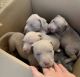 American Bulldog Puppies for sale in Fort Lauderdale, FL 33317, USA. price: NA