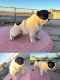 American Bulldog Puppies for sale in Sahuarita, AZ, USA. price: $2,250