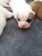 American Bulldog Puppies for sale in NEW PRT RCHY, FL 34655, USA. price: NA