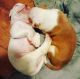 American Bulldog Puppies for sale in Denver, CO, USA. price: $1,000