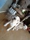 American Bulldog Puppies for sale in I-17, Phoenix, AZ, USA. price: NA