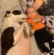American Bulldog Puppies for sale in Riverview, FL, USA. price: NA