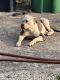 American Bulldog Puppies for sale in Miami, FL, USA. price: $500