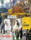 American Bulldog Puppies for sale in Perris, CA 92570, USA. price: $800