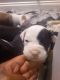 American Bulldog Puppies for sale in Lusby, MD 20657, USA. price: $800