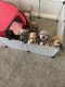 American Bulldog Puppies for sale in Jonesboro, GA 30238, USA. price: $180