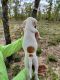 American Bulldog Puppies for sale in Altha, FL 32421, USA. price: NA