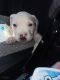 American Bulldog Puppies for sale in Broward County, FL, USA. price: NA