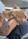 American Bulldog Puppies for sale in Hialeah, FL, USA. price: $500