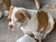American Bulldog Puppies for sale in Palmview, TX 78572, USA. price: $1,100