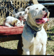 American Bulldog Puppies for sale in N 75th Dr, Glendale, AZ 85303, USA. price: NA