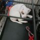 American Bulldog Puppies for sale in 242 Pine Ln, Justice, IL 60458, USA. price: NA