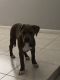 American Bulldog Puppies for sale in Boca Raton, FL 33428, USA. price: $1,500