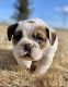 American Bulldog Puppies for sale in Colorado Springs, CO, USA. price: $1,950
